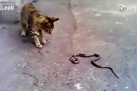 实拍猫蛇大战，让你们见识下猫星人的战斗力图片