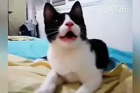 一只迷失了自己种族的猫，看完我实在是分不清这是猫还是狗了