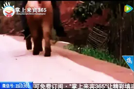 广西仔猛蹬125，太搞笑了！图片