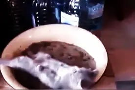 喵星人拉臭臭被熏晕，四脚朝天萌翻了图片
