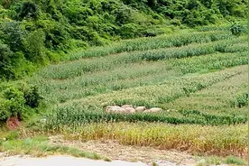 云南宁洱：13头野象突袭空碑村“抢食”玉米图片