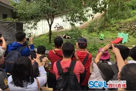 两岸记者探访“团团、圆圆”故乡：期待它们在台早生第二胎图片