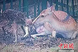 台湾赠送大陆梅花鹿“点点”诞下第七胎（图)图片