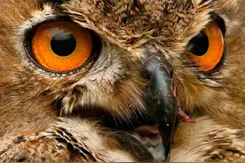 猫头鹰的可爱你不懂图片