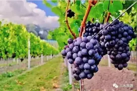 夏天葡萄，浑身是宝！三水三大葡萄园喊你来摘果果！图片