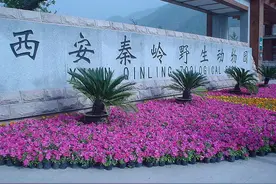 宝鸡将开通西安秦岭野生动物园旅游直通车图片