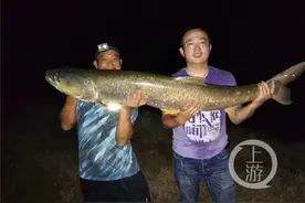 男子钓到37.8斤“巨无霸”鳡鱼 长达1.47米图片