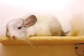 想突破“次元壁” 养只龙猫啦！图片