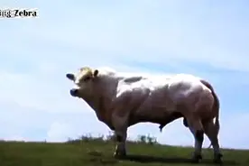如此健壮超级奶牛,真的是第一次见过图片