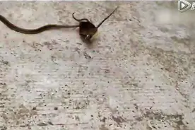 老鼠的逆袭！老鼠咬住活蛇死不松口图片