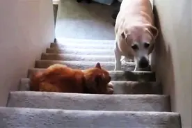 狗狗走路遇到猫时的懵逼样，真是吓成狗了，平时没少挨猫揍啊！图片