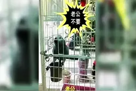 推荐视频：爆笑！鹦鹉模仿老婆：老公，不要，你真坏！