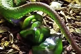 场面难得一见 实拍绿色大头蛇生一窝小蛇图片