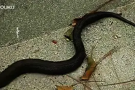 惊心恐怖一幕！这眼镜蛇肚子里竟然还有一条蛇，实拍吐出过程图片