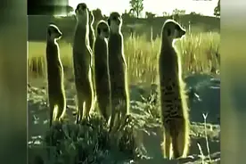 这动物配音，太有才了~图片