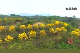 【平和新闻微视频】：春天到，百花开图片