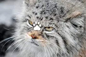 起司猫是什么猫 是一只可爱的虎斑条纹猫图片