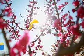 寻找最美春天丨日照五莲大旺村樱桃花开惹人醉 踏青赏景正当时图片
