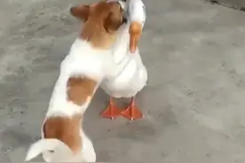 狗子欺负大白鹅，村霸居然刚不过狗子图片