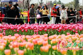 周末你去瑶湖看郁金香了吗图片