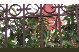 谁说普通学校没有竞争力？带你去看李沧区老字号，青岛三中。视频封面