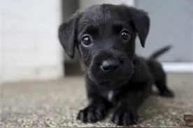 德语25只小动物萌化你的内心图片