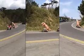 台五指山惊见"暴龙"骑机车 装备太重爬坡气喘吁吁图片