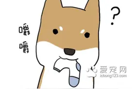 为什么狗狗总爱咬衣物?让我们来了解下到底为什么吧!图片