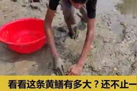 挖几条黄鳝卖钱，看看这条黄鳝有多大？还不止一条呢图片