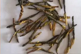 苦丁茶的功效 怎么泡苦丁茶好喝图片
