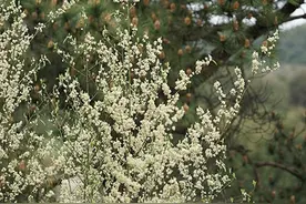 药浴的犀利体验：乡医家的山苍花浴图片