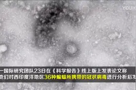 一项国际研究称：独特的冠状病毒毒株随不同种类蝙蝠一起进化视频封面