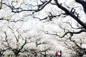 2016砀山梨园马拉松4月8日开跑：3月10日起接受报名图片