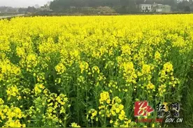 湘乡5000亩油菜花开“冬闲田”变“增收田”图片
