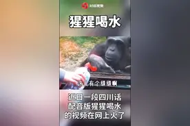 开心一刻：四川话配音版猩猩喝水，引爆笑图片