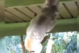 动物：考拉打架打输了，坐在地上号啕大哭，镜头拍下搞笑一刻图片