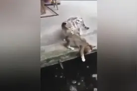 实拍大鱼跃出水面吞吃小猫，鱼竟然会吃猫？视频封面