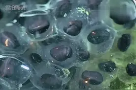 实拍青蛙卵变成小蝌蚪的过程 以前从未见过视频封面