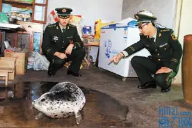 海上传来凄惨叫声 原是斑海豹被困冰缝图片