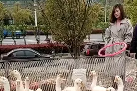 大鹅：你敢扔我敢接，接圈我是专业的图片