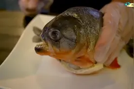 史上最恐怖的美食-食人鱼拉面图片