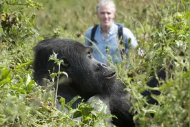 动物版《无间道》下：亲见大猩猩首领的家长风范是一种什么感受？图片