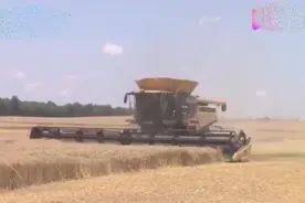 6月属于小麦，你见过中国小麦收获。国外小麦收获过程你见过吗？图片
