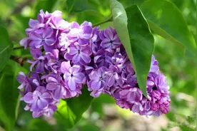 2016年北京戒台寺丁香节时间、地点、门票及交通图片