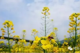赣州进入最美花季~~还等什么？一起来春心荡漾吧！图片