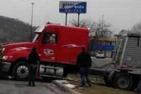 狗狗开车撞倒大树 闯祸后撒娇卖萌装无辜图片