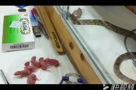 玉米蛇喂食小乳鼠