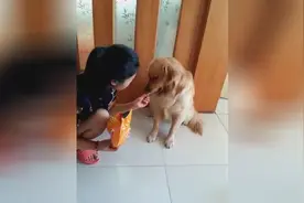 女主人喂金毛薯片，一听主人喊有毒，马上把吃到的薯片吐了出来！