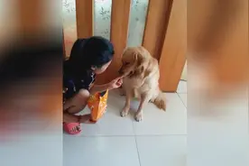 女主人喂金毛薯片，一听主人喊有毒，马上把吃到的薯片吐了出来！