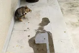 狗把鸡吓的视频封面